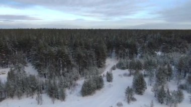 Kışın bir tayga ormanının üzerinde uçmak