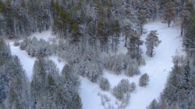 Kışın bir tayga ormanının üzerinde uçmak