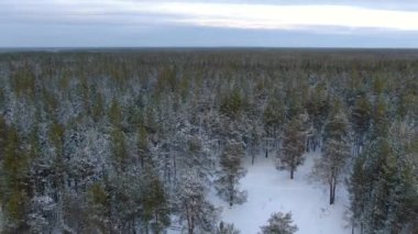 Kışın bir tayga ormanının üzerinde uçmak