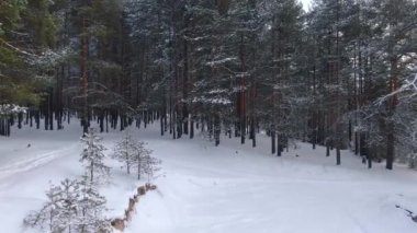 Kışın bir tayga ormanının üzerinde uçmak