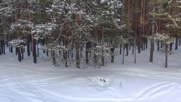 Voo sobre uma floresta de taiga no inverno — Vídeo de Stock