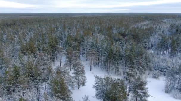 Let přes tajga les v zimě — Stock video