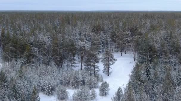 冬はタイガの森を飛ぶ — ストック動画