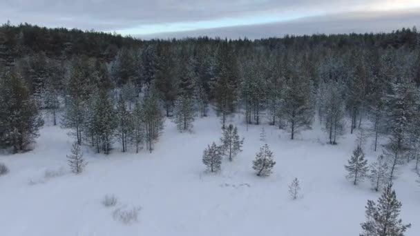 Πτήση πάνω από ένα δάσος taiga το χειμώνα — Αρχείο Βίντεο