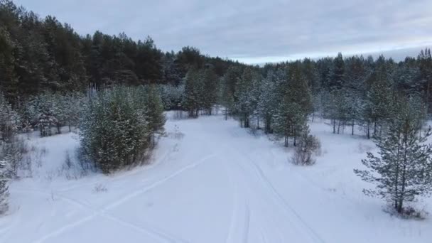 Flight over a taiga forest in winter — Stock Video