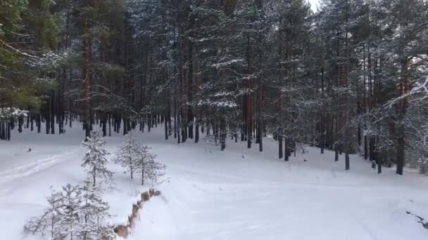 타이가 숲을 횡단하는 겨울 비행 — 비디오