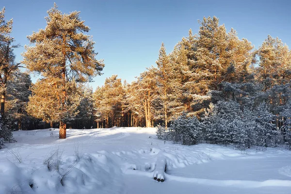 Pins dans une forêt enneigée d'hiver — Photo