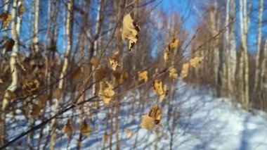 Bahar rüzgarında kuru yapraklar.