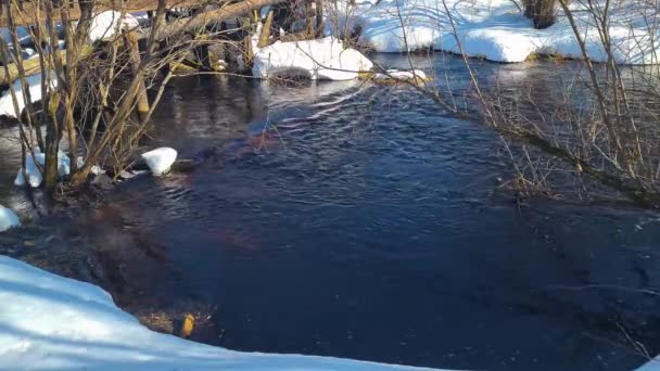 Río del bosque tormentoso, transporta rápidamente aguas de manantial sonoras. Ramas de arroyo. — Vídeo de stock