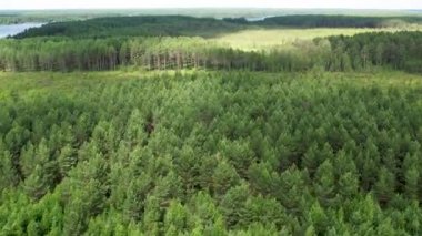 Tayga üzerinden uçmak. Yükseklerden çam ormanı.