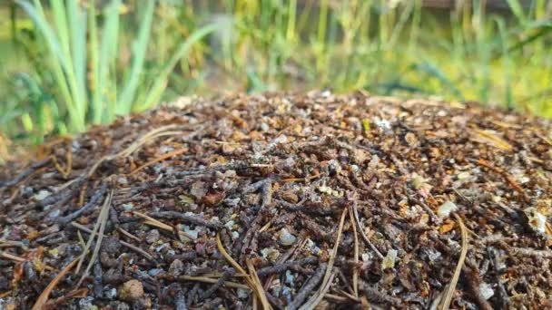 Una squadra di formiche costruisce un formicaio nella foresta — Video Stock