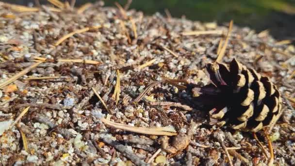 Une équipe de fourmis construit une fourmilière dans la forêt — Video