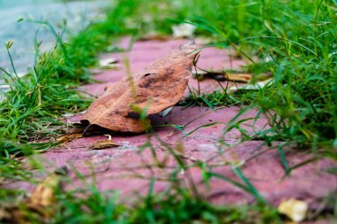 Parktaki kaldırımda yeşil çimenler ve kırmızı kırıklarla kurumuş yaprak. kurumuş konsept