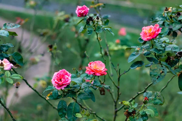 Gyönyörű Floribunda Virág Kertben Reggeli Séta Friss Koncepció — Stock Fotó