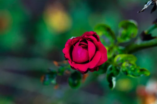 Ângulo Tiro Perto Bela Rosa Vermelha Manchada Jardim Conceito Dia — Fotografia de Stock