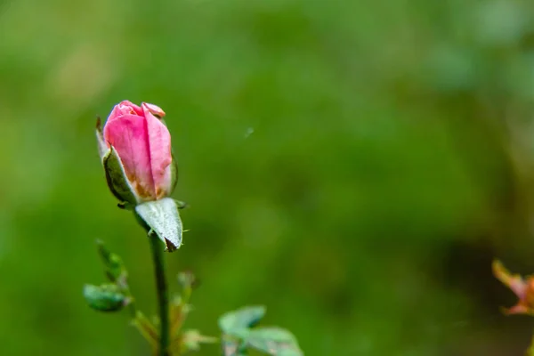 Frumos Trandafir Roz Înflorește Ramura Plantelor Fundal Verde Burrly Spațiu — Fotografie, imagine de stoc