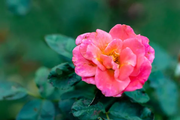 Vacker Rosa Ros Med Blad Framför Suddig Bakgrund Alla Hjärtans — Stockfoto