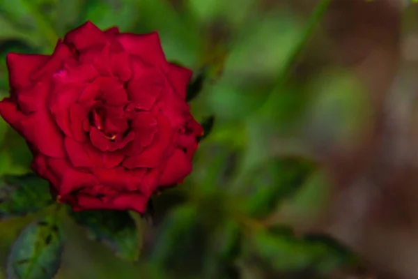 Hermosa Rosa Roja Sobre Hojas Borrosas Fondo Con Espacio Copia — Foto de Stock