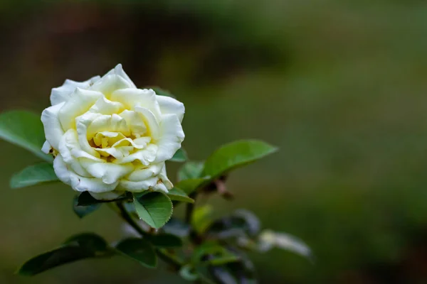 Vacker Vit Ros Blommade Trädgården Naturligt Skönhetsbegrepp — Stockfoto