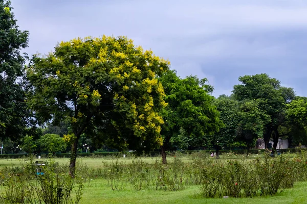 Beautiful Wide Shot Trees Garden Yellow Flower Nature Concept — Stock fotografie