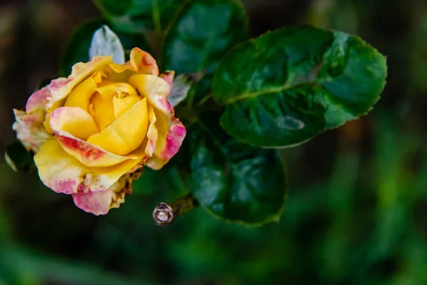 Damaged Petal Yellow Rose Front Blurry Leaves Copy Space Winter — Stock Fotó