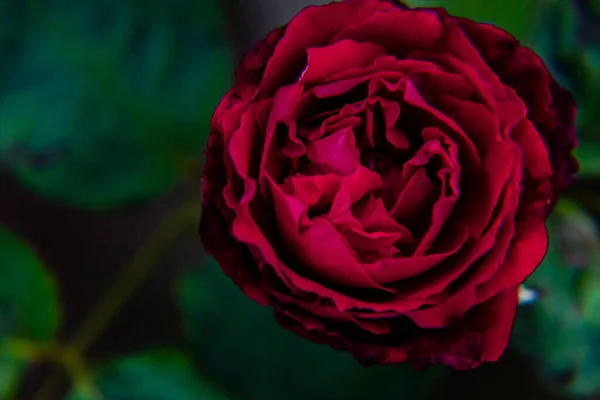 Macro Extremo Perto Bela Rosa Vermelha Frente Fundo Escuro Conceito — Fotografia de Stock