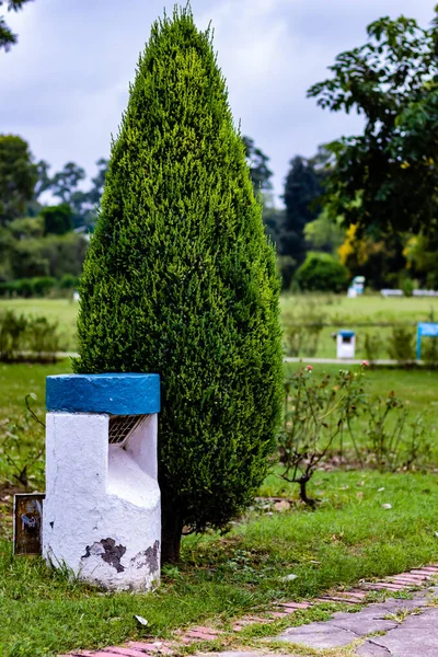 Árbol Enebro Siempreverde Con Poste Lámpara Jardín Concepto Nublado Mañana — Foto de Stock