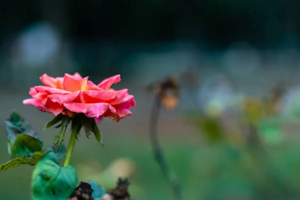 Χαμηλή Γωνία Πυροβολισμό Του Όμορφου Λουλουδιού Floribunda Θολή Φόντο Αντίγραφο — Φωτογραφία Αρχείου