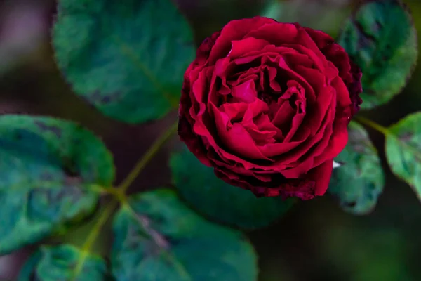 Fotografia Macro Bela Rosa Folhas Embaçadas Fundo Conceito Valentine — Fotografia de Stock