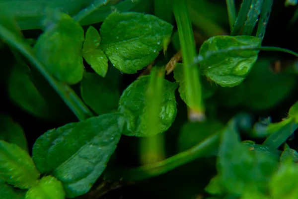 Rain Drops Wild Green Leaves Forest Wild Concept — Zdjęcie stockowe