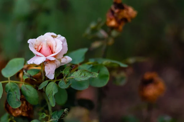 Rotting Pink Rose Front Dried Roses Copy Space Rotting Concept — Foto Stock