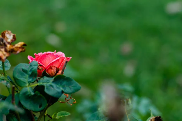 Sidovy Upp Tvã Rosor Blommande Och Annan Torkas Suddig Bakgrund — Stockfoto