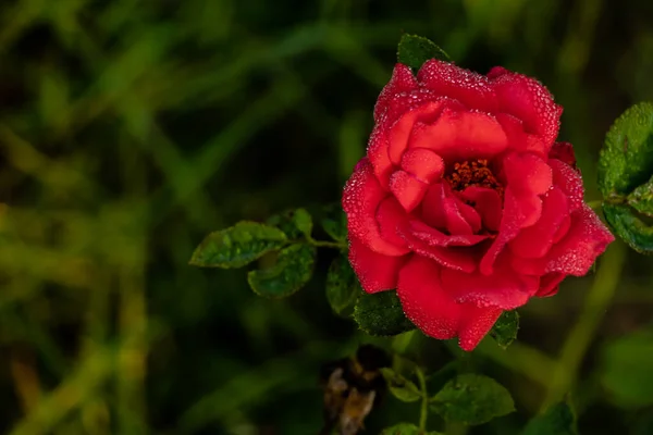 Közel Gyönyörű Barack Rózsaszín Színű Rózsa Homályos Háttérrel Frissesség Valentin — Stock Fotó