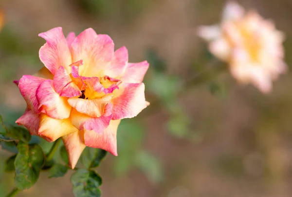 Közel Gyönyörű Barack Rózsaszín Színű Rózsa Homályos Háttérrel Frissesség Valentin — Stock Fotó