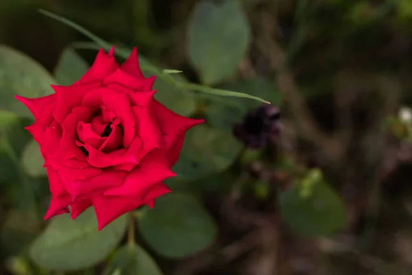 Närbild Vackra Röda Ros Trädgården Med Kopia Utrymme Och Jord — Stockfoto