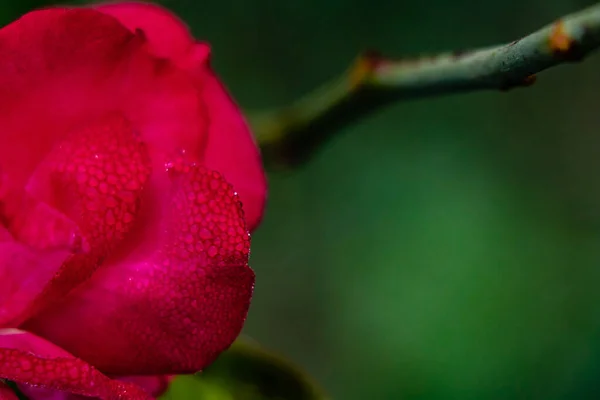 Pétalas Rosa Cortadas Contra Fundo Verde Desfocado Com Gotas Água — Fotografia de Stock