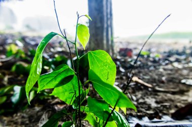 Parlak arka plana sahip vahşi bir yeşil bitki - çevre ve ekoloji kavramı