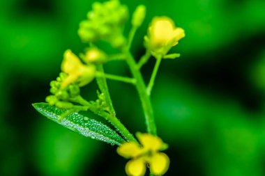 Hardal çiçeği yapraklarının üzerine çiğ damlalarının yakın plan görüntüsü.