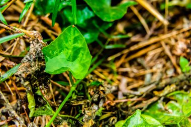 Arka planda çözünmüş yeşillik olan bir yaprağın üzerine yakın çekim.