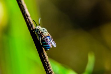 Odaklanmamış arka planı olan bir dalda mavi renkli bir arıyı yakın çekim yap ve boşluğu kopyala