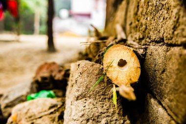 Bir evin yakınına yerleştirilmiş bambu sapını yakından çek..