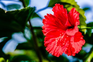 Odaklanamayan yaprakları olan bir Hibiscus çiçeğinin yakın plan çekimini yap ve boşluğu kopyala