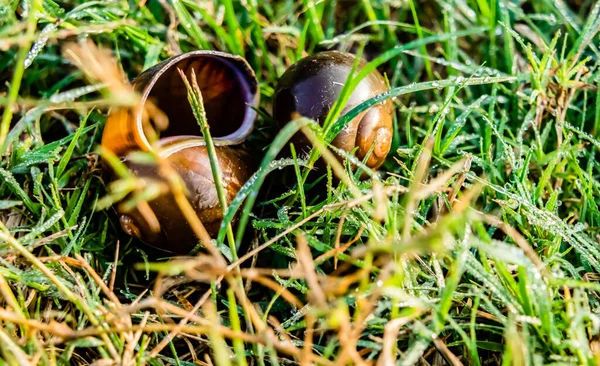 Großaufnahme Von Zwei Leeren Muscheln Einem Rasen Mit Grünen Grastautropfen — Stockfoto