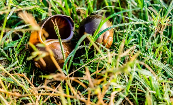 Plan Rapproché Grand Angle Deux Coquilles Vides Dans Une Pelouse — Photo