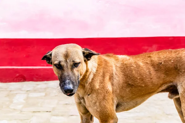 悲しい見た目の野良犬のクローズアップ 獣医学の概念 — ストック写真