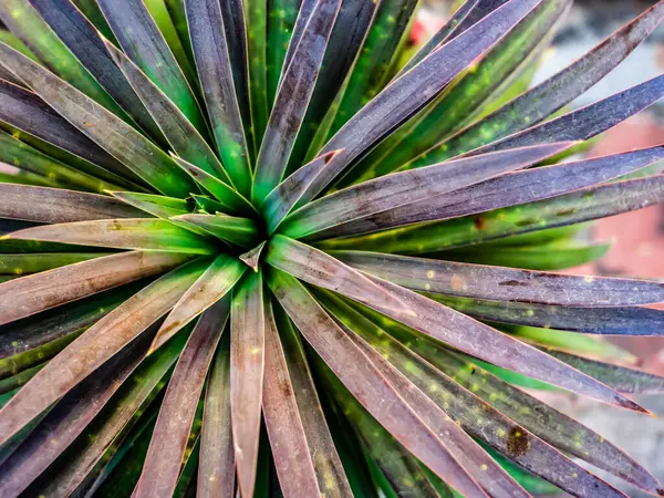 Primer Plano Plano Hojas Verdes Naturales Espinosas Planta Tropical Con — Foto de Stock