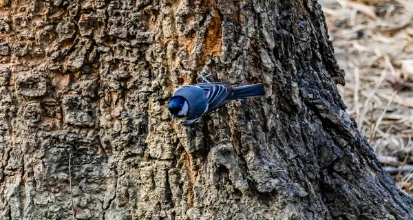 Ein Winziger Vogel Mit Schwarzen Federn Sitzt Auf Einem Baum — Stockfoto