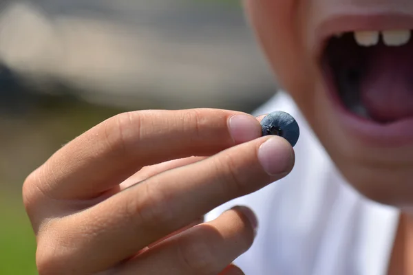 Boy eating blue berry — Stock Photo, Image