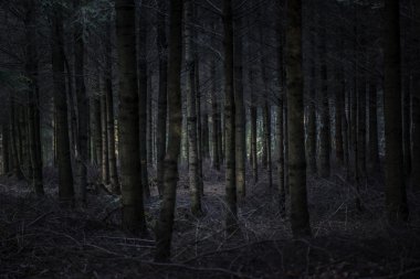 karanlık ve korkunç orman