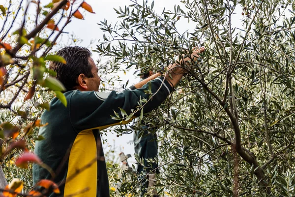 Olive harvest: a group of friends, as a tradition, meet for the olive harvest